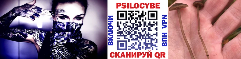 kraken как войти  Сусуман  Псилоцибиновые грибы прущие грибы 